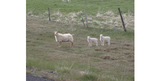 Foto 3 — Von Þingvallavatn nach Nesjavellir