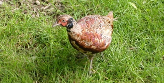 Stranraer nach New Luce