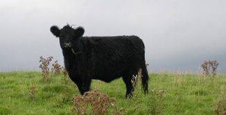 St. John's Town of Dalry nach Allan's Cairn