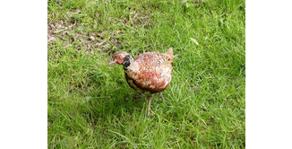 Foto 4 — Stranraer nach New Luce