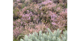 Foto 8 — Drumquhassle nach Rowardennan