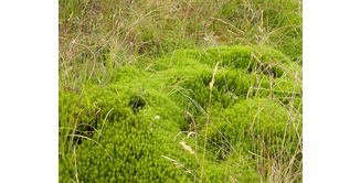 Foto 9 — Drumquhassle nach Rowardennan