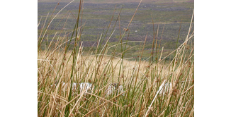 Foto 10 — Drumquhassle nach Rowardennan