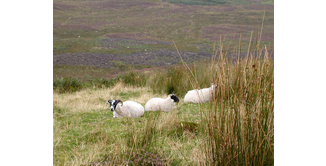 Foto 11 — Drumquhassle nach Rowardennan